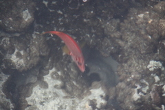 Sargocentron spiniferum