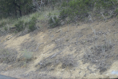 Senecio quadridentatus