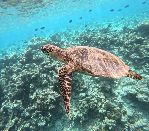 Hawksbill Sea Turtle — seen at this dive site