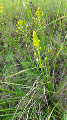 Bulbine narcissifolia