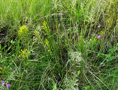 Bulbine narcissifolia