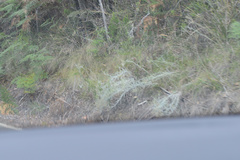 Senecio quadridentatus