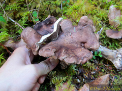 Sarcodon stereosarcinon