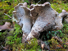 Sarcodon stereosarcinon