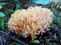 Ramaria rubricarnata verna