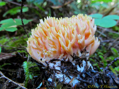 Ramaria rubricarnata verna