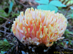 Ramaria rubricarnata verna
