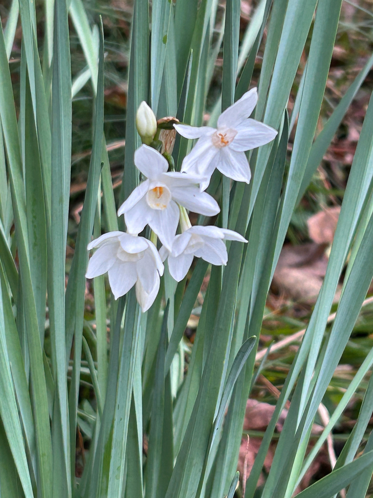 Narcissus papyraceus