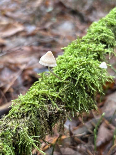 common bonnet