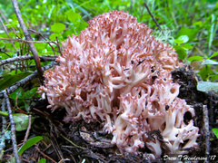 Ramaria botrytis