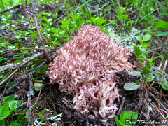 Ramaria botrytis