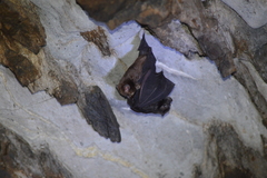 Hipposideros