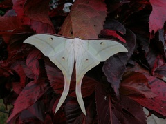 Actias