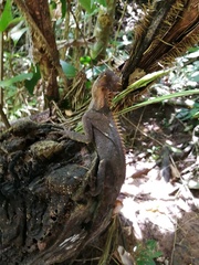 Acanthosaura cardamomensis