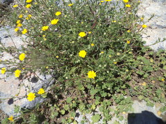 Asteraceae