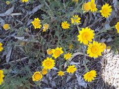 Asteraceae