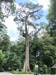 Terminalia subspathulata
