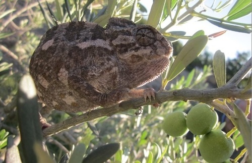 Common Chameleon, Lecce, Apulia, IT, photo 7 of 10