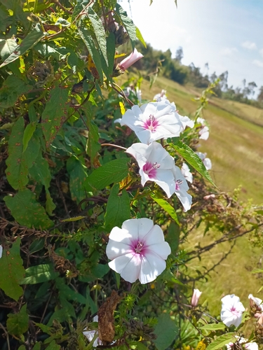 Convolvulus kilimandschari
