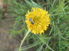 Berkheya zeyheri