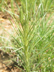 Berkheya zeyheri
