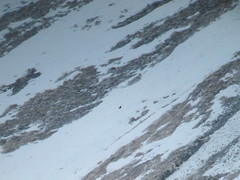 Lyrurus mlokosiewiczi