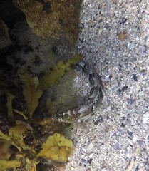 Eupetrichthys angustipes