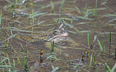 Rana macrocnemis