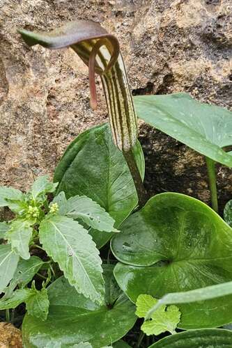 Arisarum vulgare vulgare