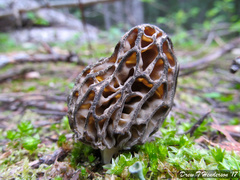 Morchella snyderi