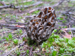 Morchella snyderi