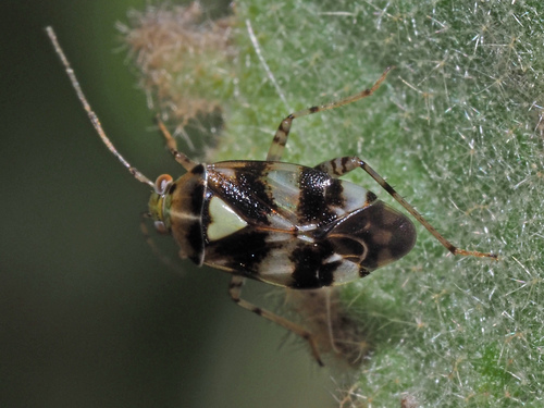 Three Spotted Nettle Bug