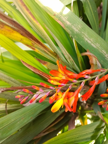 Garden Montbretia