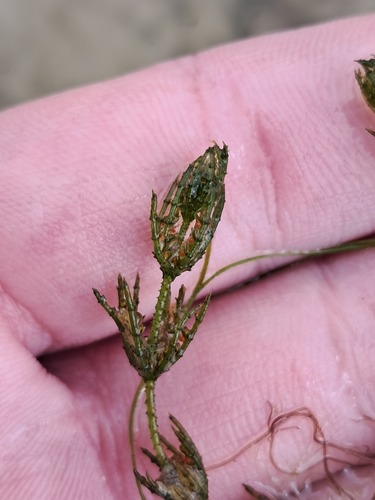 Baltic stonewort (Chara baltica)