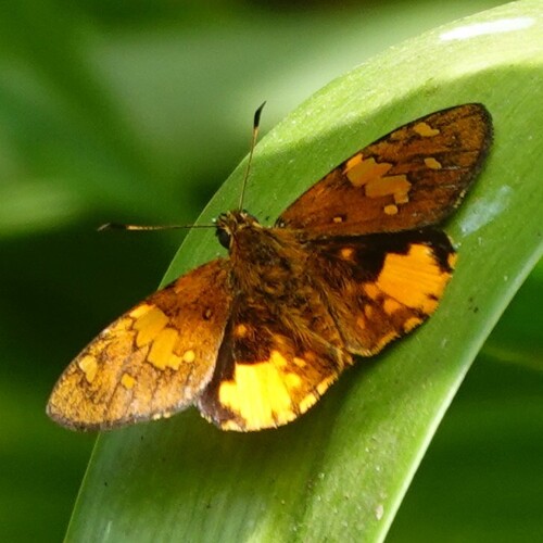 Apallaga opalinus