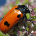 Four Spotted Leaf Beetle - Photo (c) Felix Riegel, some rights reserved (CC BY-NC), uploaded by Felix Riegel