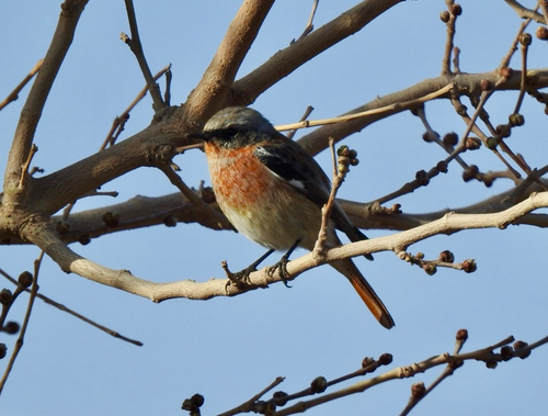 Rufous-backed Redstart