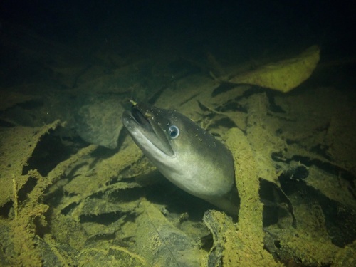 Pacific shortfin eel (Anguilla obscura) — Anguillidae