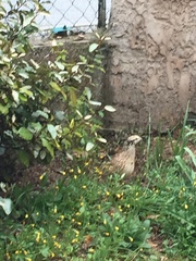 Coturnix