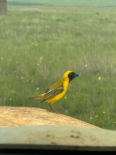 Southern Masked Weaver