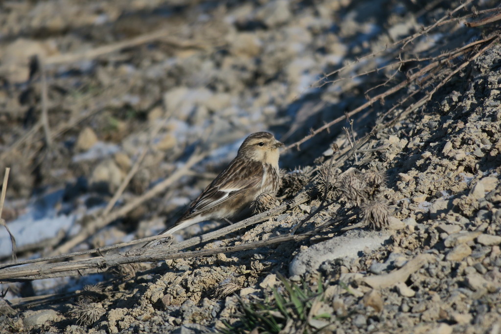Twite