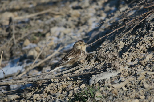Twite
