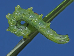 Euura caeruleocarpus