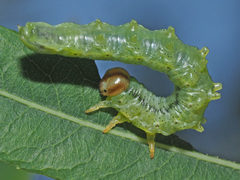 Euura caeruleocarpus