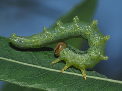 Euura caeruleocarpus