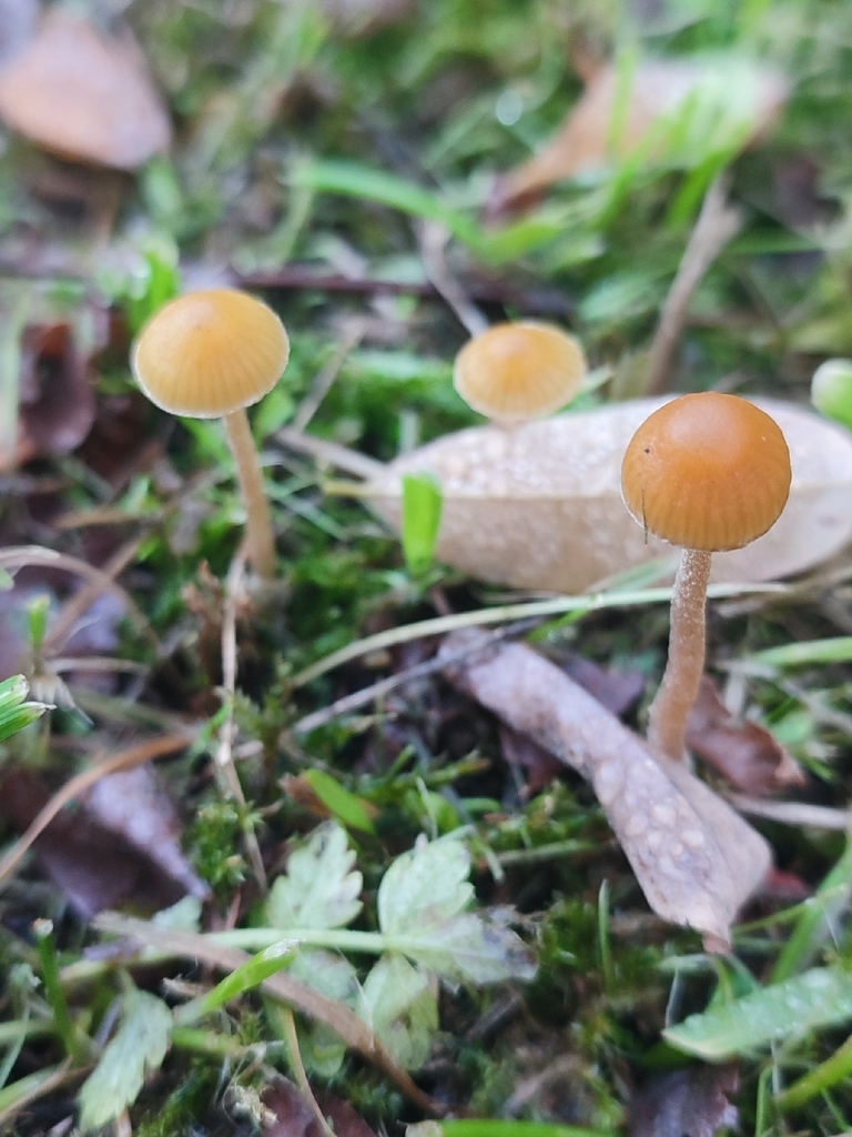 Galerina · December 2025 · photo: © niichneumon (iNaturalist, cc0)