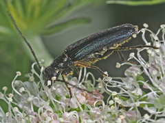 Anogcodes fulvicollis