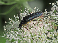 Anogcodes fulvicollis