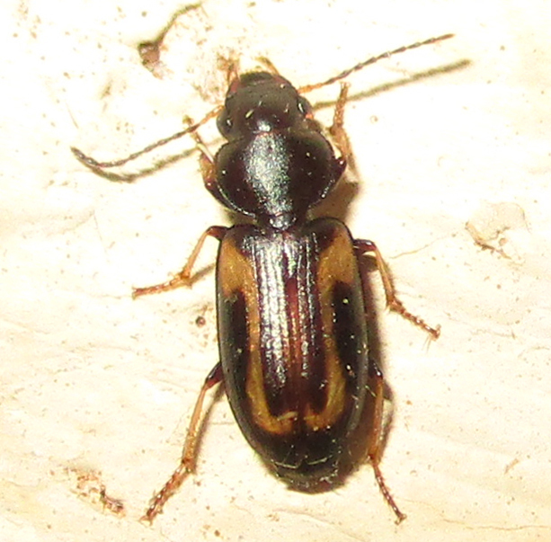 Amblystomus