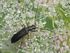 Anogcodes fulvicollis